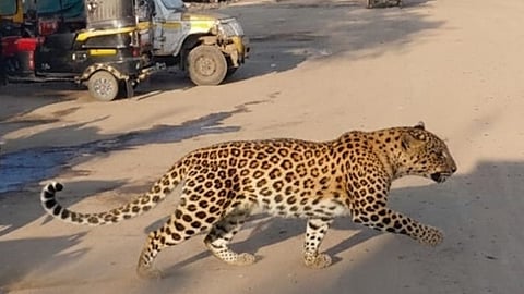 Leopard In Nagpur
