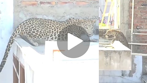 Nagpur Leopard Rescue