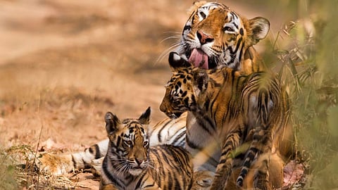 बफर क्षेत्र एनएनटीआर के नियंत्रण में, नवेगांव-नागजीरा बाघ अभयारण्य का दायरा दोगुना