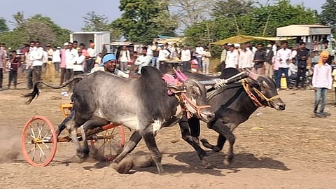 Maharashtra Traditional Sports: यवतमाल के चिकनी में आयोजित शंकरपट में 150 बैलजोड़ियों ने दम दिखाया। टायगर-राजा और मल्हार-पिस्टन ने बाजी मारी। तीन दिनों तक रोमांच देखने उमड़ी भारी भीड़।