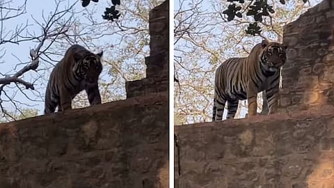 A tiger at Ranthambore stunned tourists by calmly sitting just feet away on a stone wall, creating a viral ‘dream sighting’ moment.