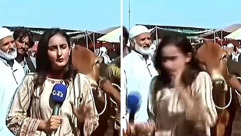 A video from Pakistan shows a bull hitting a female reporter during live coverage at a cattle market, which has gone viral.