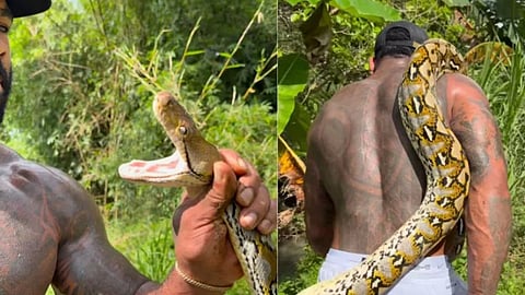 The man surprised everyone by lifting the dangerous python on his shoulder, and as soon as the video went viral, people could not stop praising his courage.