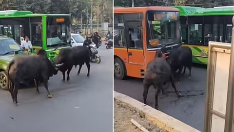 A viral video of two bulls playfully fighting in the middle of Delhi traffic has amused social media users.