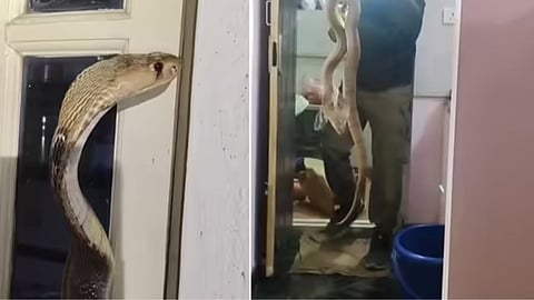 A cobra climbing onto a kitchen window and peeping inside sparked fear as its rescue video went viral on social media.