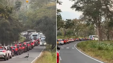 Traffic on the Mysuru-Ooty road was halted to let a peacock cross, winning hearts on social media.