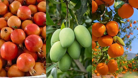 Weather Impact On Fruit Crops