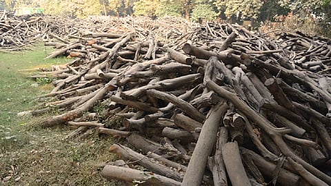 Cremation Wood Use Nagpur: नागपुर में 3.5 साल में दाह संस्कार के लिए 40,482 टन लकड़ी जलाई गई, लगभग 2.83 लाख पेड़ कटे। मनपा का 15.16 करोड़ खर्च।