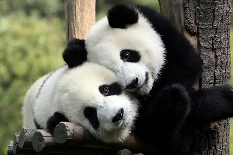 Major impact of China-Japan tensions! 'Panda diplomacy' collapses, last pandas being returned from Tokyo