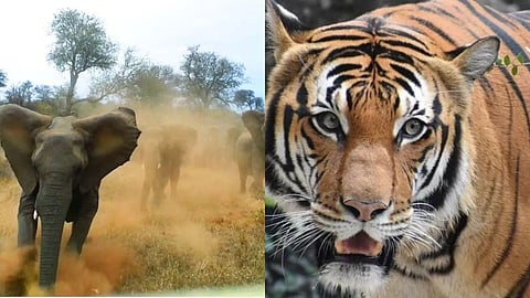 Wildlife Conflict Gadchiroli: गड़चिरोली में जंगली हाथियों और बाघों का आतंक चरम पर। फसलें तबाह, 10 मौतें, किसानों में दहशत। मुआवजा धीमा, पुनर्वसन और सुरक्षा उपायों की मांग तेज।