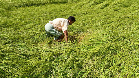 Farmer Crisis: अतिवृष्टि और बेमौसम बारिश से टूटे किसानों को रबी फसल से नई उम्मीदें। बढ़ती बीमारियाँ, महंगाई और नुकसान के बीच खेतों में फिर लौटी रौनक।