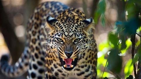 Human-Wildlife Conflict: नागपुर में तेंदुआ दहशत के बीच जंगल कटाई और आवास खत्म होने से मानव–वन्यजीव संघर्ष बढ़ा। वन संरक्षण रणनीति न होने पर गंभीर सवाल उठ रहे है।