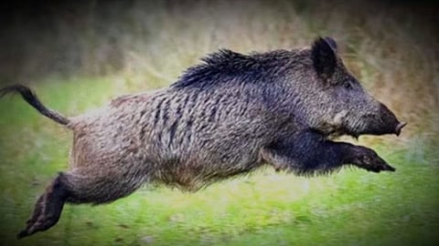 Wild boars attack woman in Akoli Jahangir; farmers and villagers panic