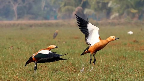 migratory birds Gondia