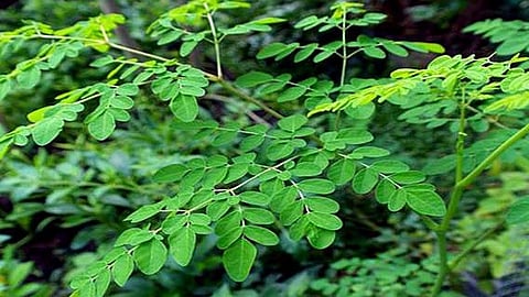 Moringa Ayurvedic Benefits