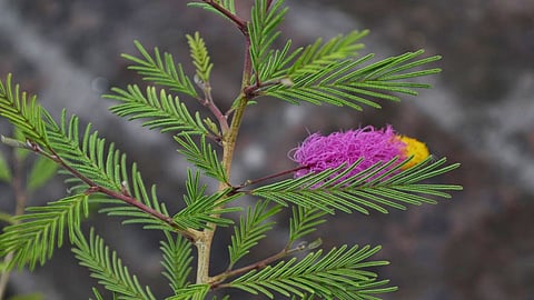 Shami Plant Benefits
