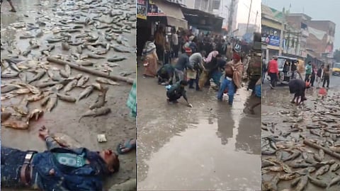 Humanity shamed in Bihar! A pickup truck hits a student and overturns, leaving the body behind and looting fish. Watch the video