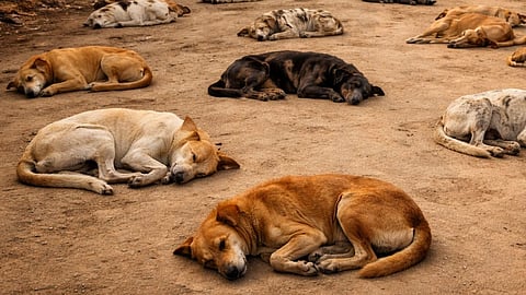 Telangana Stray Dogs Killed