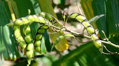 Kharif crop loss