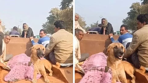 In Shivpuri, a pet dog stayed with its owner even after death, running behind the body for kilometers and touching hearts with its loyalty.