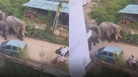 A funny viral video shows a calm scooty rider winning hearts as elephants cross the road peacefully.