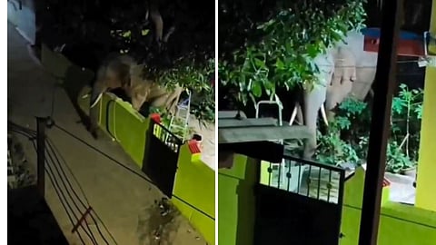 An elephant casually entered a house garden in Coimbatore at night and returned to the forest after eating plants.
