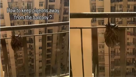 A viral Instagram video claims black polythene can help keep pigeons away from apartment balconies.