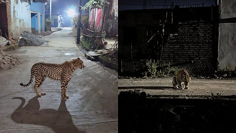 Beware of AI-generated fake wildlife videos in Gondia.