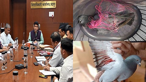 chandrapur district collector order against nylon manja