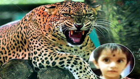24 hours after a 3-year-old was killed by a leopard in Tirora, the predator remains at large.