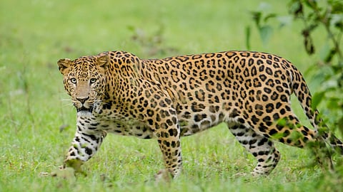 Leopard spotted in farmer's courtyard in Buchatola, Tiroda.
