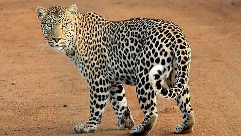 Leopard terror in Tikayatpur, Gondia: Two goats killed inside a house. Villagers angry over the Forest Department's response.
