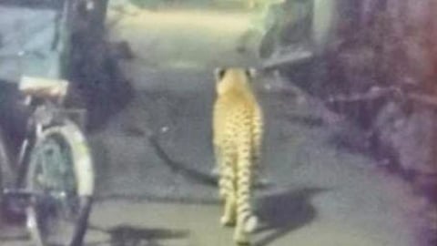 gondia leopard sighting gautam nagar panic forest department alert