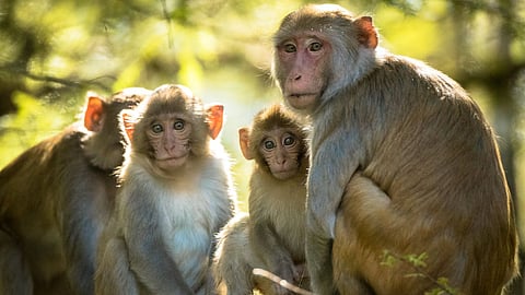 A scramble for monkeys in China; prices reach up to 2.5 million rupees, why is Xi Jinping buying monkeys?
