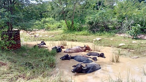 New buffer zone notification for Navegaon-Nagzira (1,241 sq km) sparks concerns among tribal villages