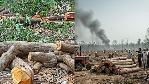 851 trees illegally felled in Wardha in 20 months, raising questions about environmental protection; forest crimes on the rise.