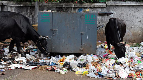 Sanitation services in Wardha are still affected; even the mayor and councilors have taken up brooms, but the challenge remains