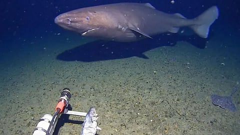 A giant shark has been spotted for the first time in Antarctica's icy deep sea, and scientists have described it as a "living tank."