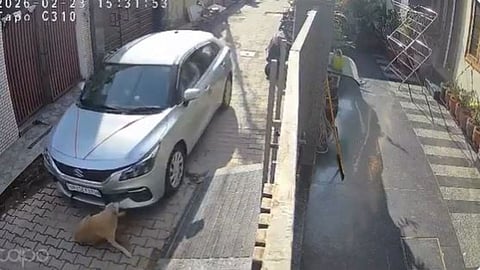 A negligent driver ran over a dog in Meerut; the CCTV video has gone viral.