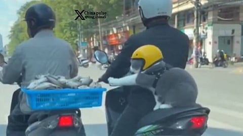 A helmet-wearing cat trying to steal dry fish from a scooter has won hearts online.