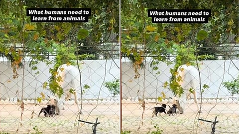 A viral video shows a cow choosing compassion over aggression, teaching a powerful lesson about strength and responsibility.