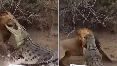 Viral lion vs crocodile