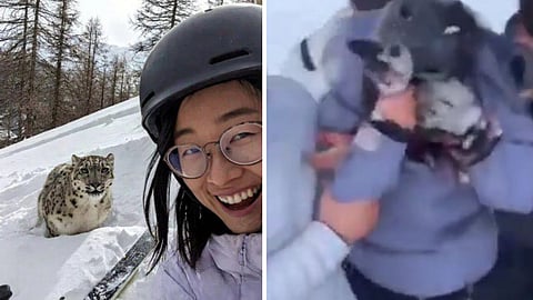 A girl was seriously injured after a snow leopard attacked her while she tried to take a selfie during skiing in China.