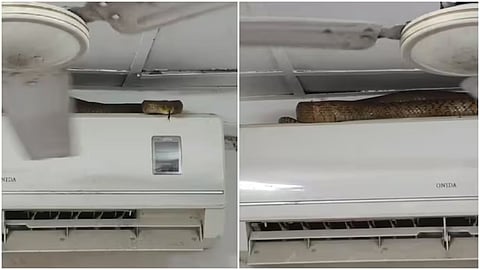 A 7-foot Indian rat snake was rescued after being spotted on an AC unit in Vile Parle, Mumbai.