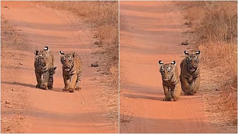 Twin cubs of tigress Kuwani in Tadoba have gone viral for their playful forest moment.