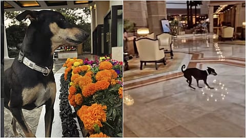 Thumki, the beloved campus dog of Taj Bengal, went viral after a joyful lobby video won hearts online.