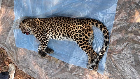 A 2-year-old male leopard died after being hit by an unknown vehicle on NH-53 near Chindhadevi.