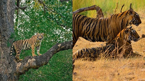 Karan-Arjun's jungle adventure: Rare tiger sighting in Bhor shows cubs practicing hunting skills