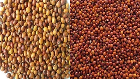 Cotton prices fall in Wardha, pigeon pea becomes farmers' hope; fluctuations in prices of Kharif crops.