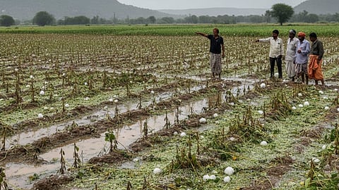 Unseasonal rain and hailstorms in Yavatmal cause heavy crop damage, farmers seek help